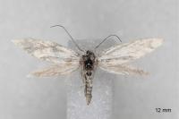 Elachista argentella