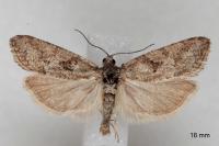 Cnephasia cupressivorana
