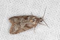Cnephasia cupressivorana