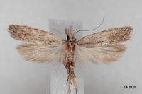 Anarsia leberonella