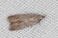Anarsia leberonella