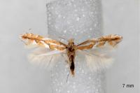 Phyllonorycter barbarella