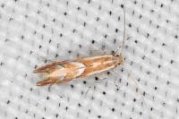 Phyllonorycter barbarella