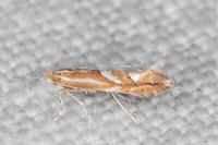 Phyllonorycter barbarella