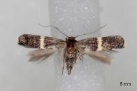 Elachista metella