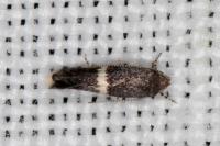 Elachista metella