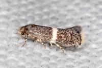 Elachista metella