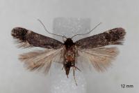 Aproaerema sangiella