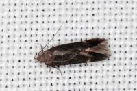 Aproaerema sangiella