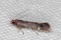 Aproaerema sangiella