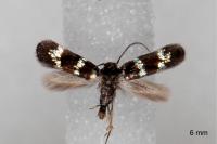 Elachista gleichenella