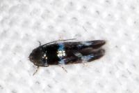 Elachista gleichenella