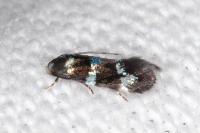 Elachista gleichenella