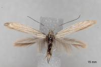 Coleophora nutantella