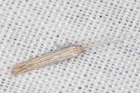 Coleophora nutantella