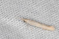 Coleophora nutantella