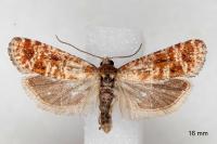 Rhyacionia miniatana