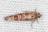 Rhyacionia miniatana