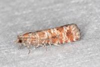 Rhyacionia miniatana