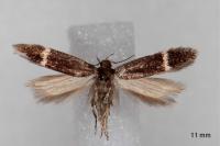 Aproaerema cinctella