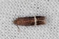 Aproaerema cinctella