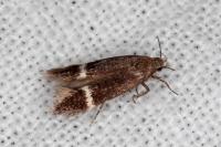Aproaerema cinctella