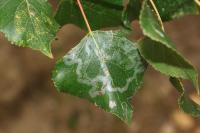 Phyllocnistis unipunctella