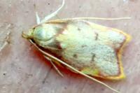 Carcina quercana