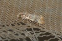 Lobesia botrana