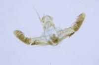 Lobesia botrana