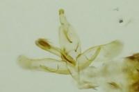 Apatema proteroclina