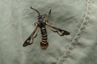 Pennisetia hylaeiformis