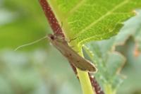 Acompsia