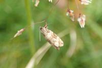 Celypha lacunana