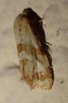 Phalonidia contractana