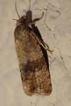 Celypha striana
