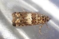 Epiblema graphana