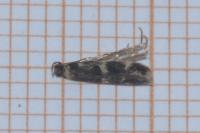 Apatema proteroclina