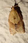 Clepsis consimilana