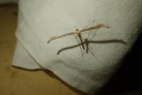 Emmelina monodactyla