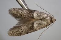 Hypatopa segnella
