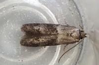 Hypatopa segnella