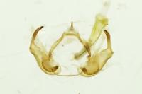 Hypatopa segnella