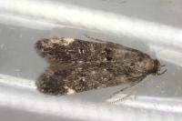 Dichomeris alacella