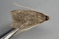 Homaloxestis briantiella