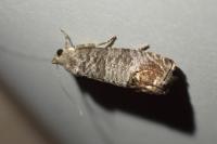 Cydia pomonella