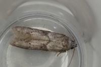 Blastobasis glandulella