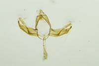 Blastobasis glandulella