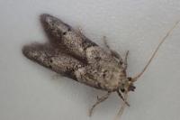 Blastobasis glandulella