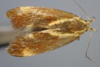 Metalampra italica